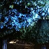 Foret suspendue47578